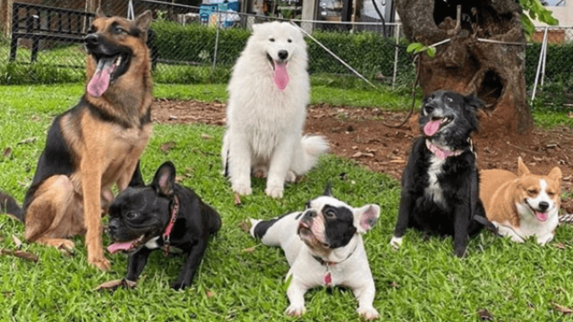 Tempat Terbaik untuk Anjing Anda Review Chapel Hill Dog Park